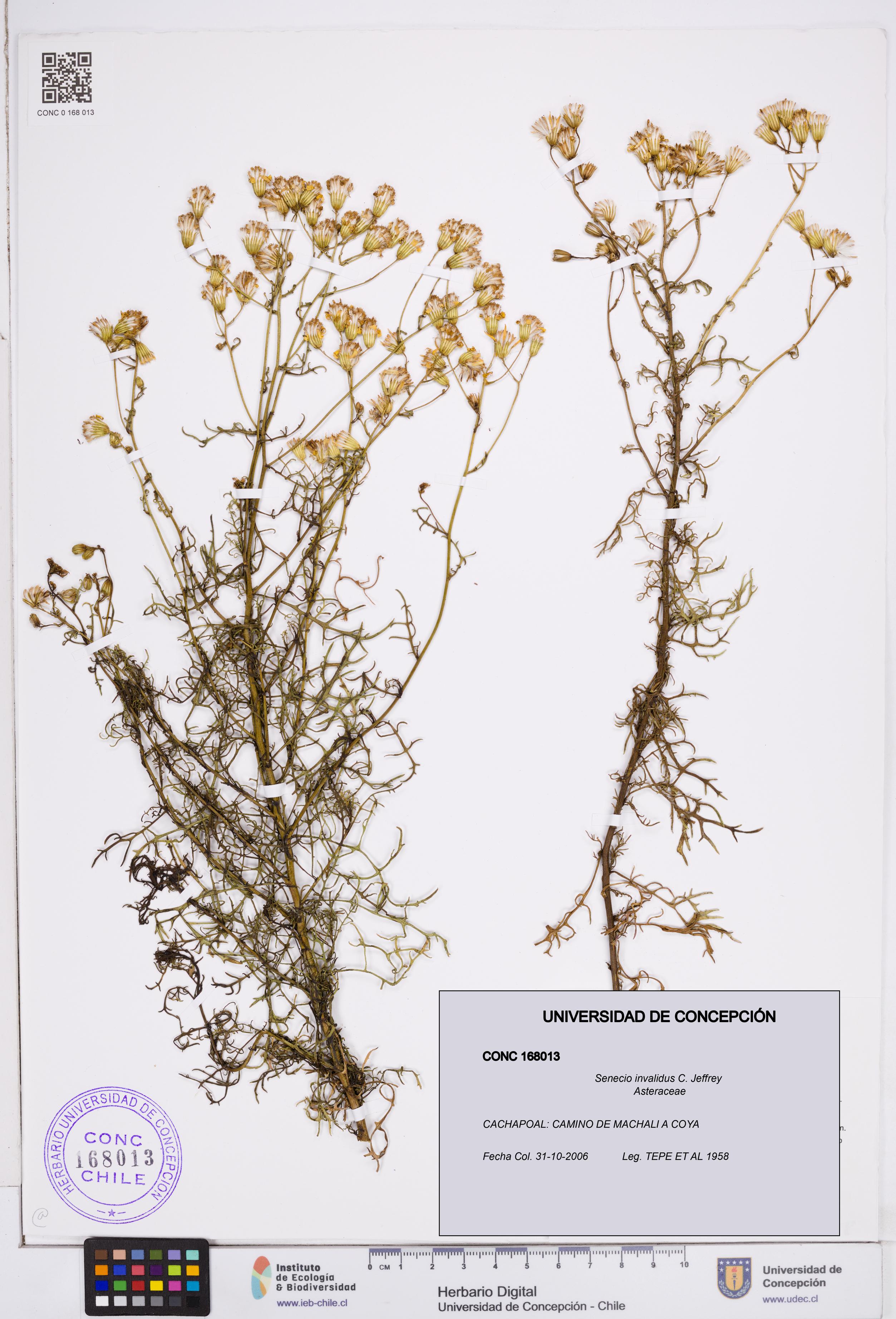 Senecio invalidus [Espécimen: ]