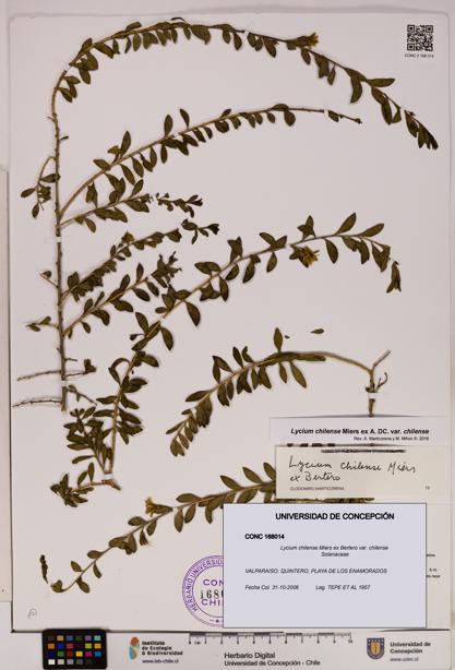 Lycium chilense var. chilense [Espécimen: UDEC:CONC:0168014]