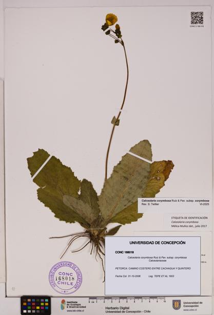 Calceolaria corymbosa [Espécimen: UDEC:CONC:0168018]