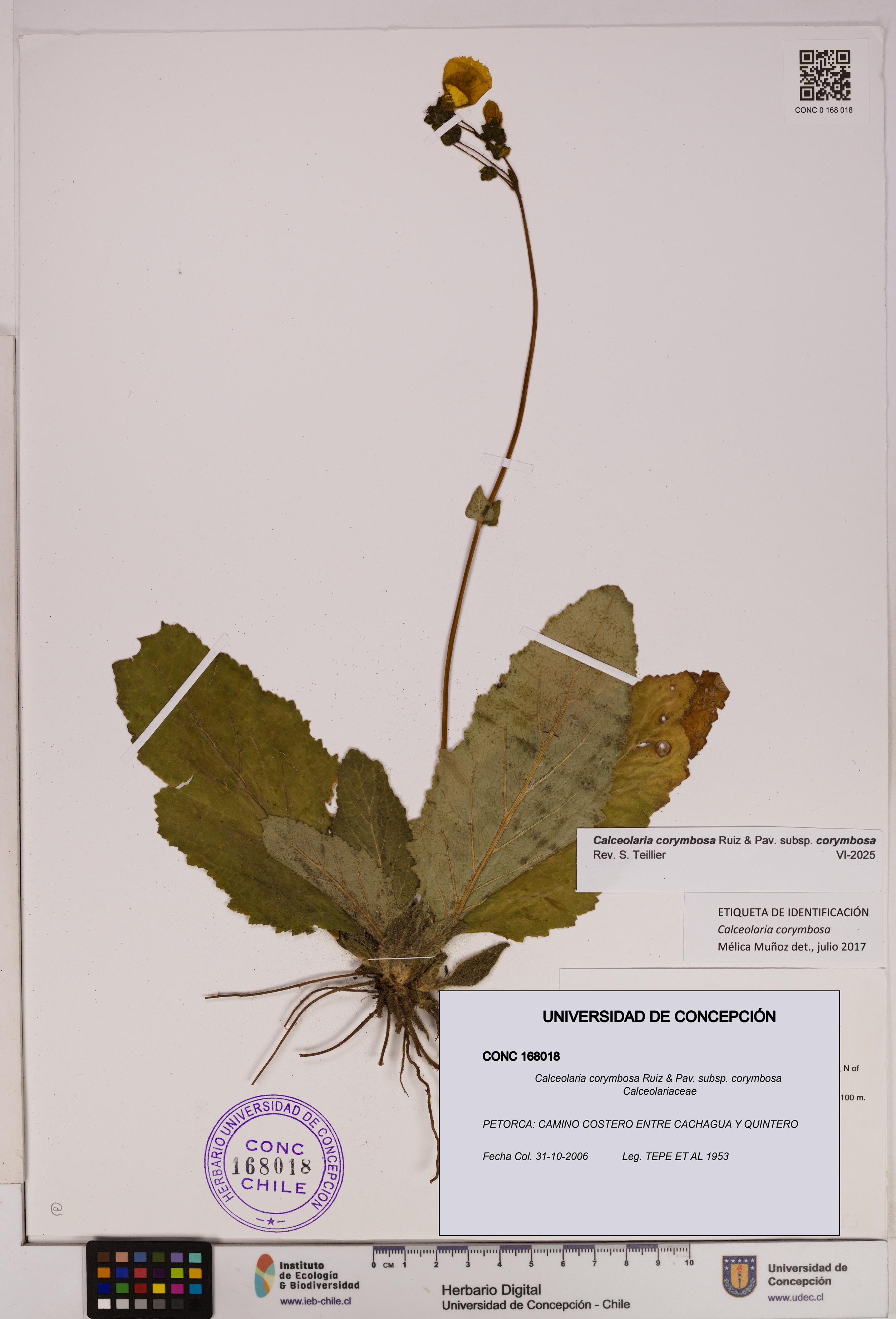 Calceolaria corymbosa [Espécimen: UDEC:CONC:0168018]