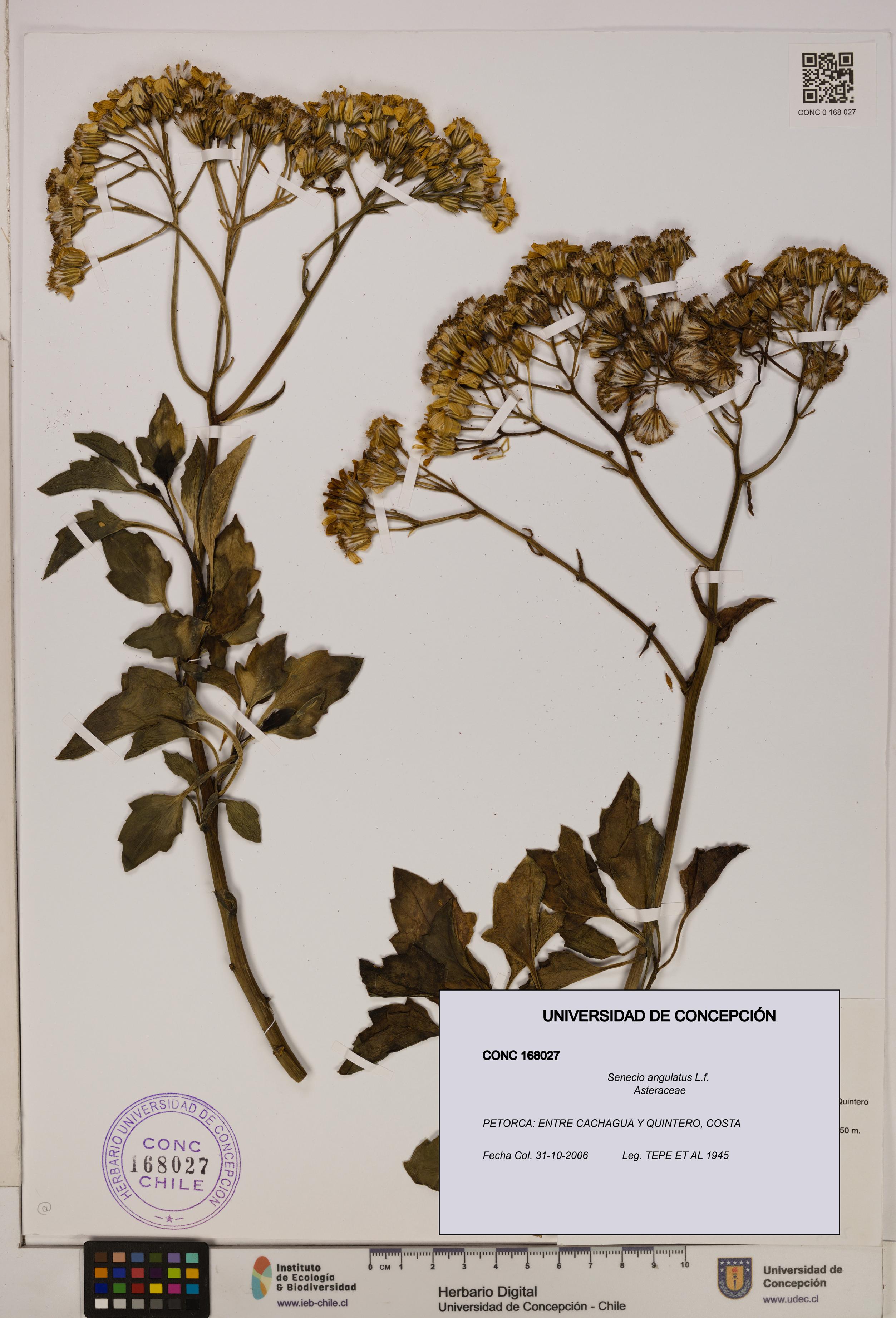 Senecio angulatus [Espécimen: UDEC:CONC:0168027]