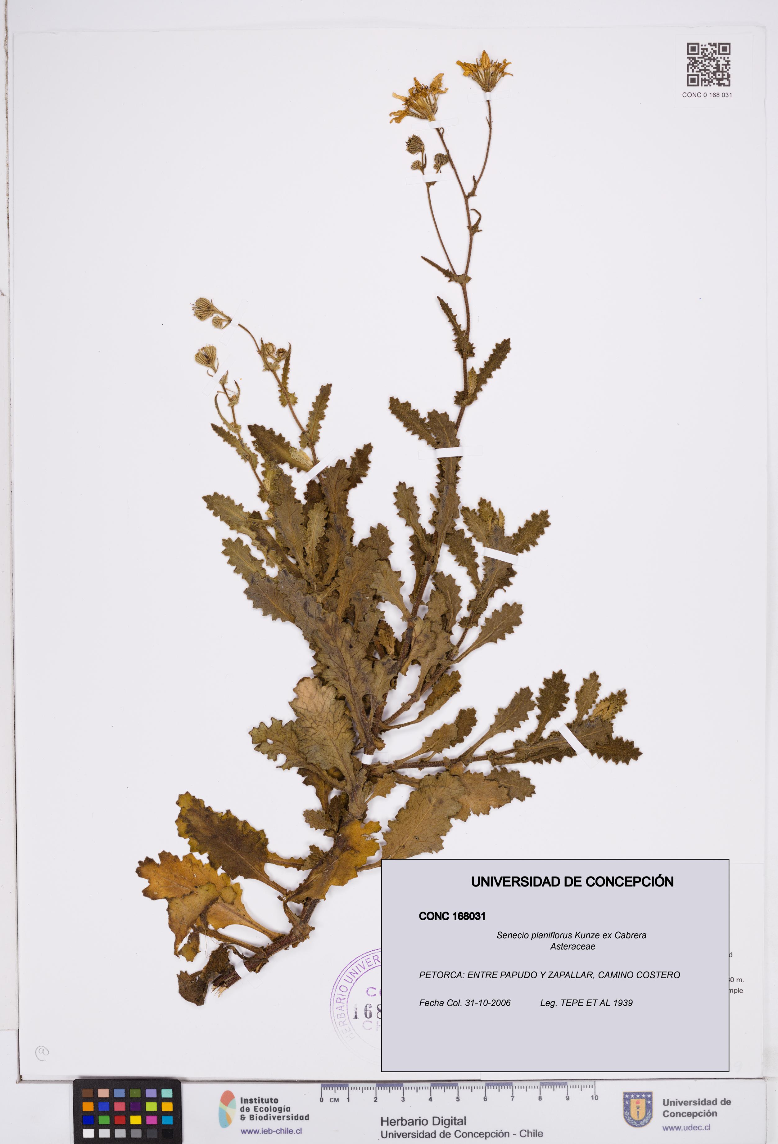 Senecio planiflorus [Espécimen: ]