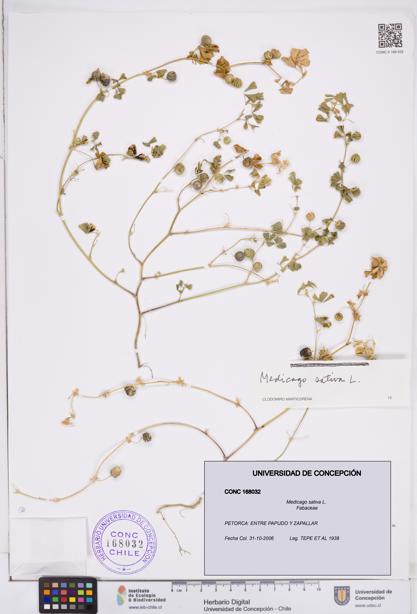 Medicago sativa [Espécimen: ]