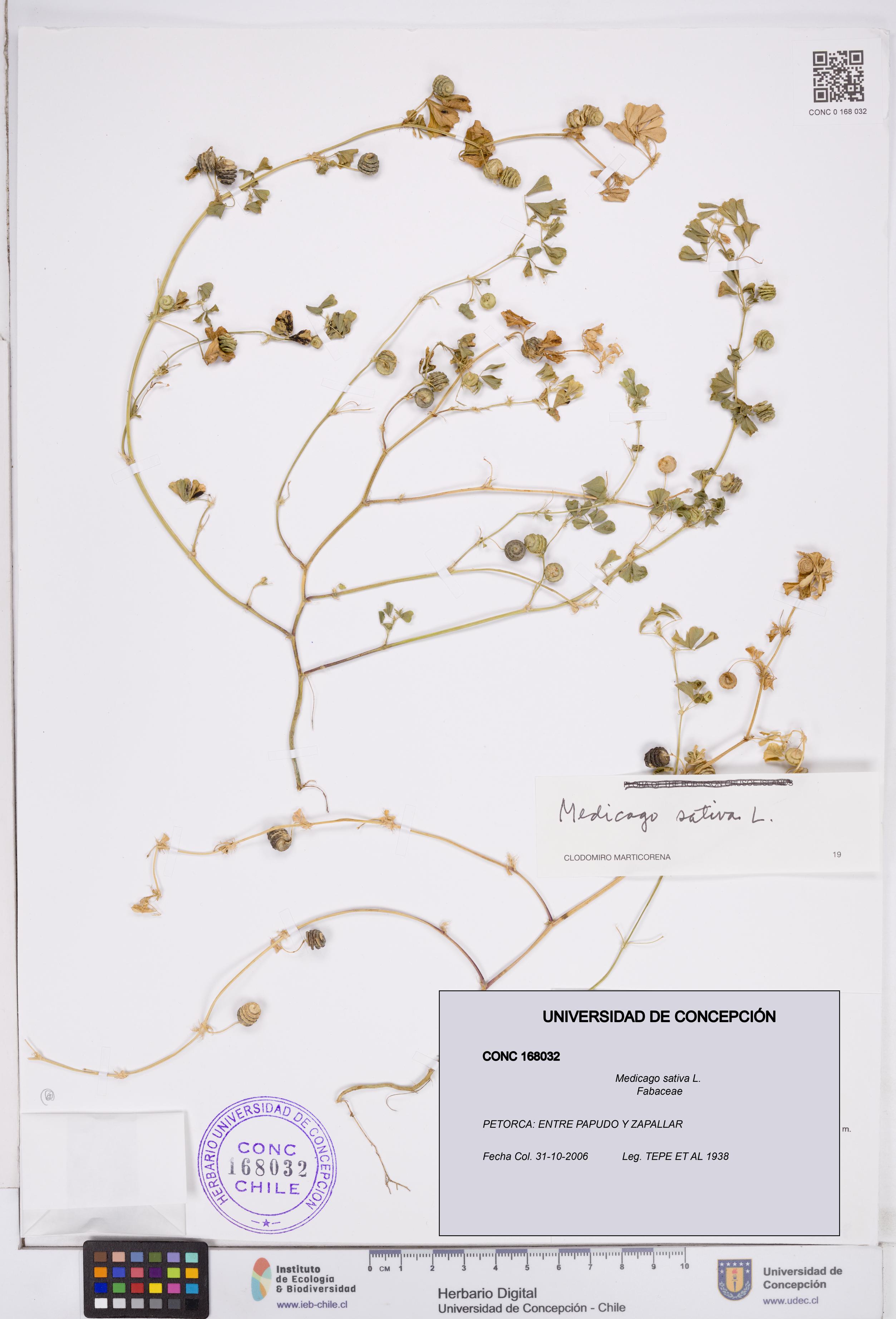 Medicago sativa [Espécimen: ]