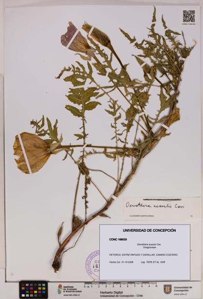 Oenothera acaulis [Espécimen: UDEC:CONC:0168033]