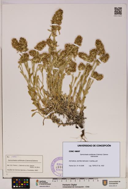 Gamochaeta subfalcata [Espécimen: UDEC:CONC:0168037]