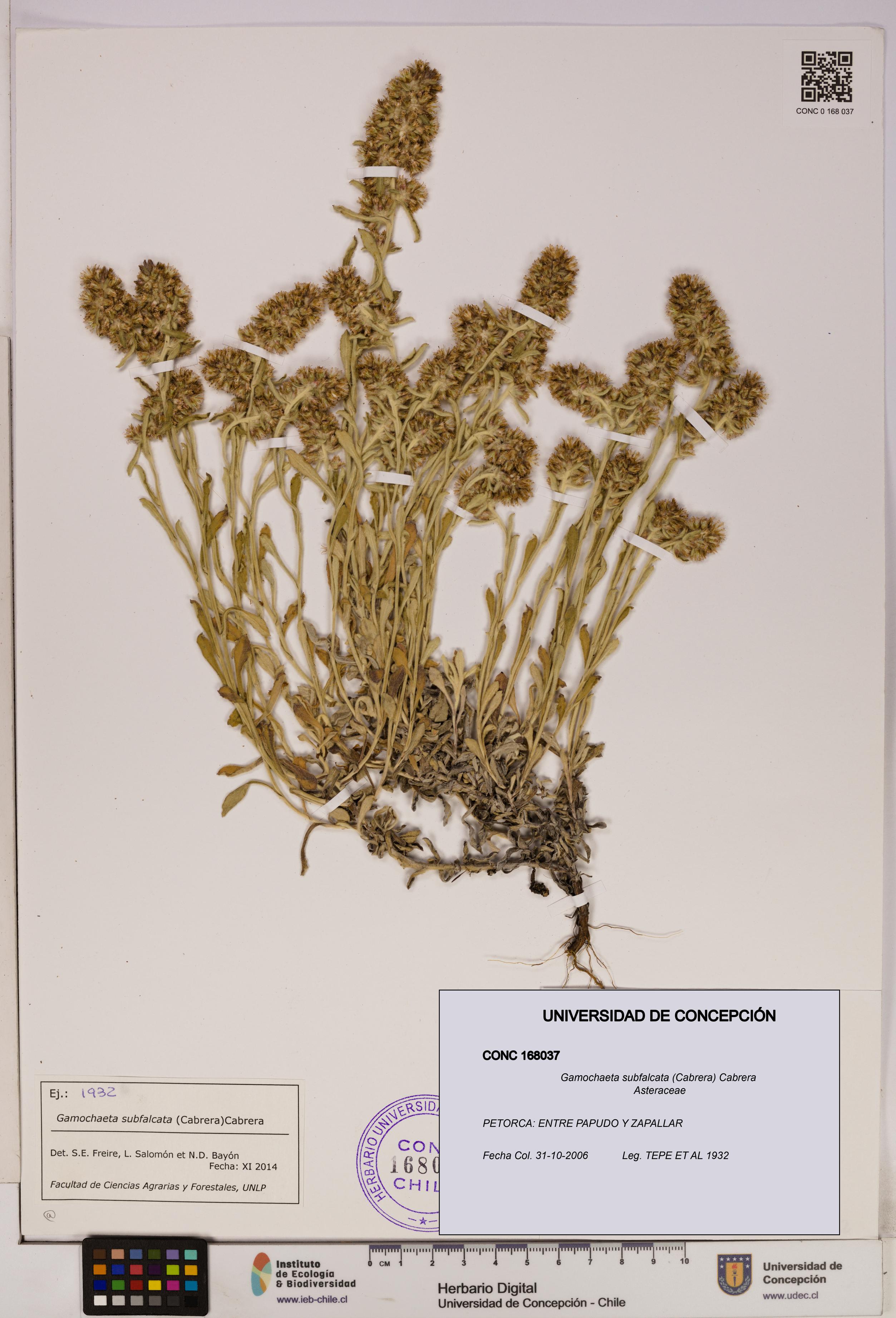 Gamochaeta subfalcata [Espécimen: UDEC:CONC:0168037]