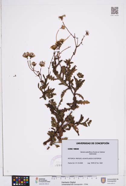 Senecio planiflorus [Espécimen: ]