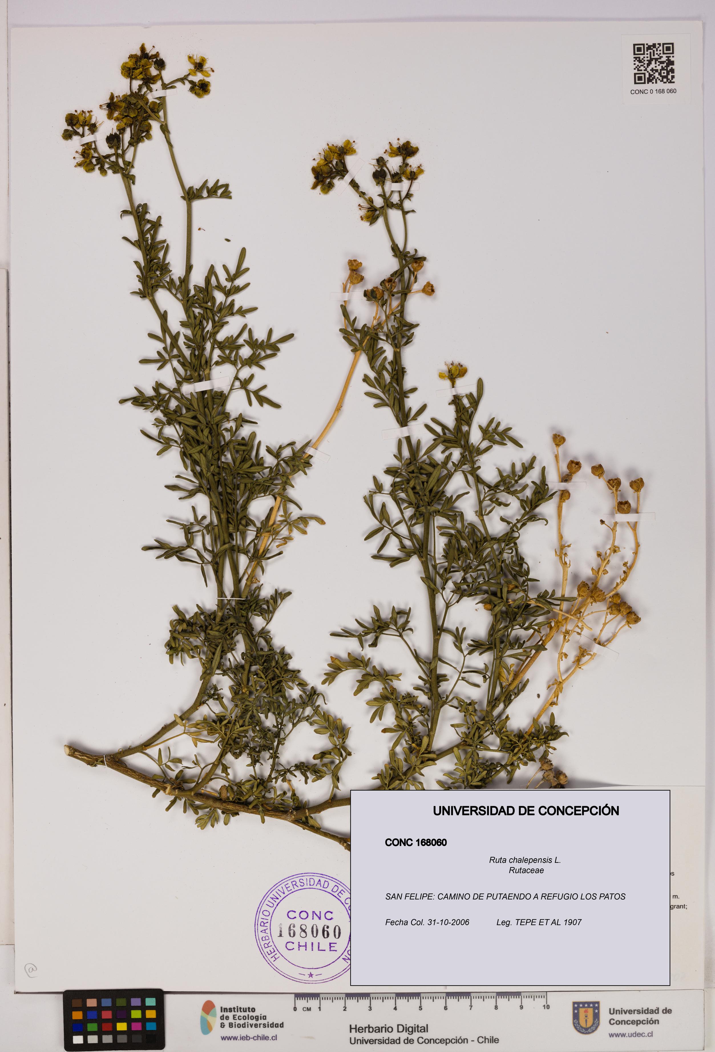 Ruta chalepensis [Espécimen: UDEC:CONC:0168060]