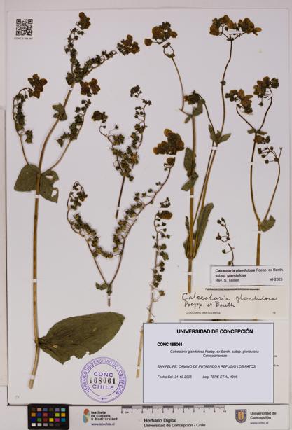 Calceolaria glandulosa [Espécimen: UDEC:CONC:0168061]