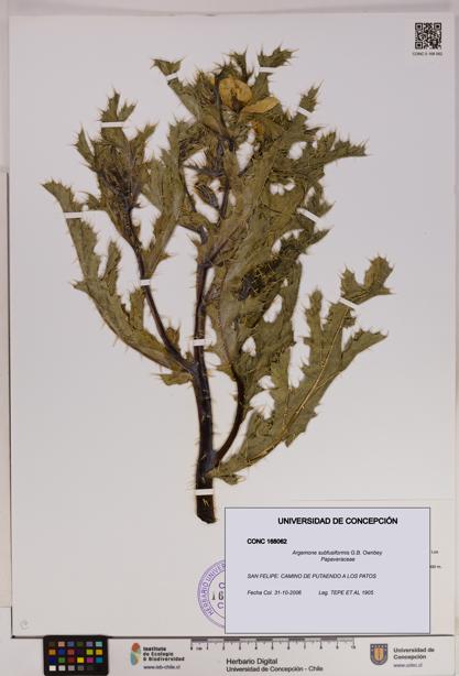 Argemone subfusiformis [Espécimen: UDEC:CONC:0168062]