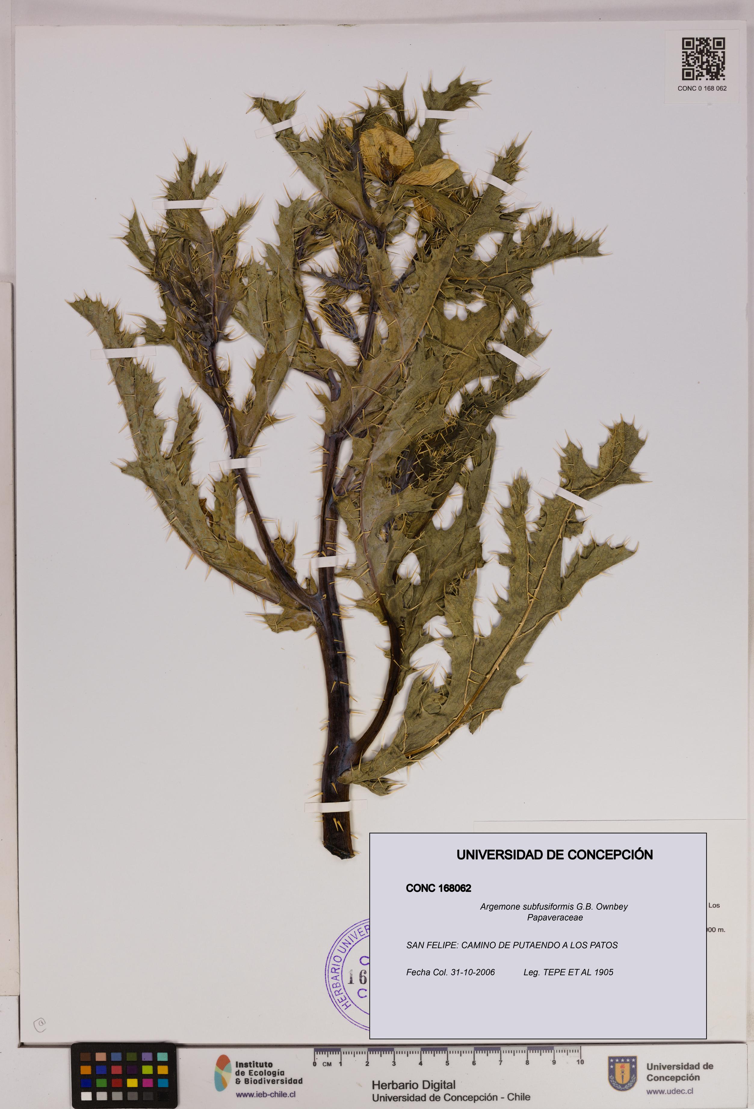 Argemone subfusiformis [Espécimen: UDEC:CONC:0168062]