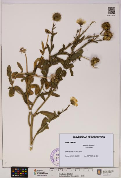 Calendula officinalis [Espécimen: UDEC:CONC:0168064]