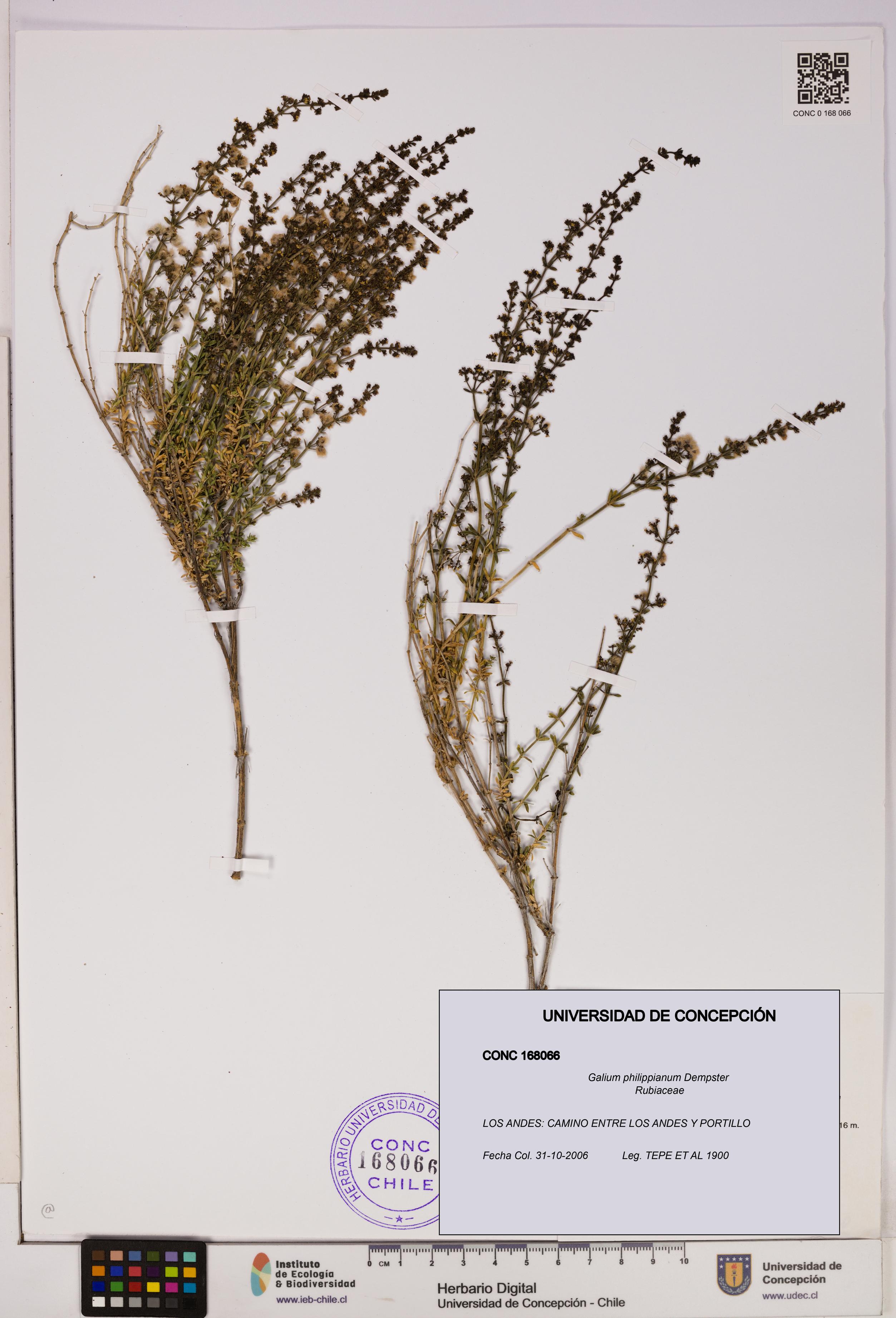 Galium philippianum [Espécimen: UDEC:CONC:0168066]