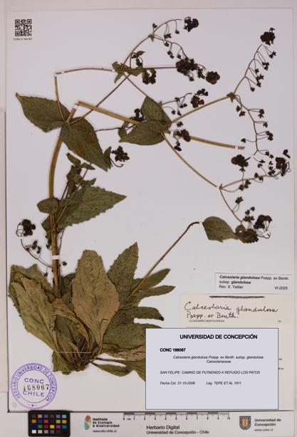 Calceolaria glandulosa [Espécimen: UDEC:CONC:0168067]