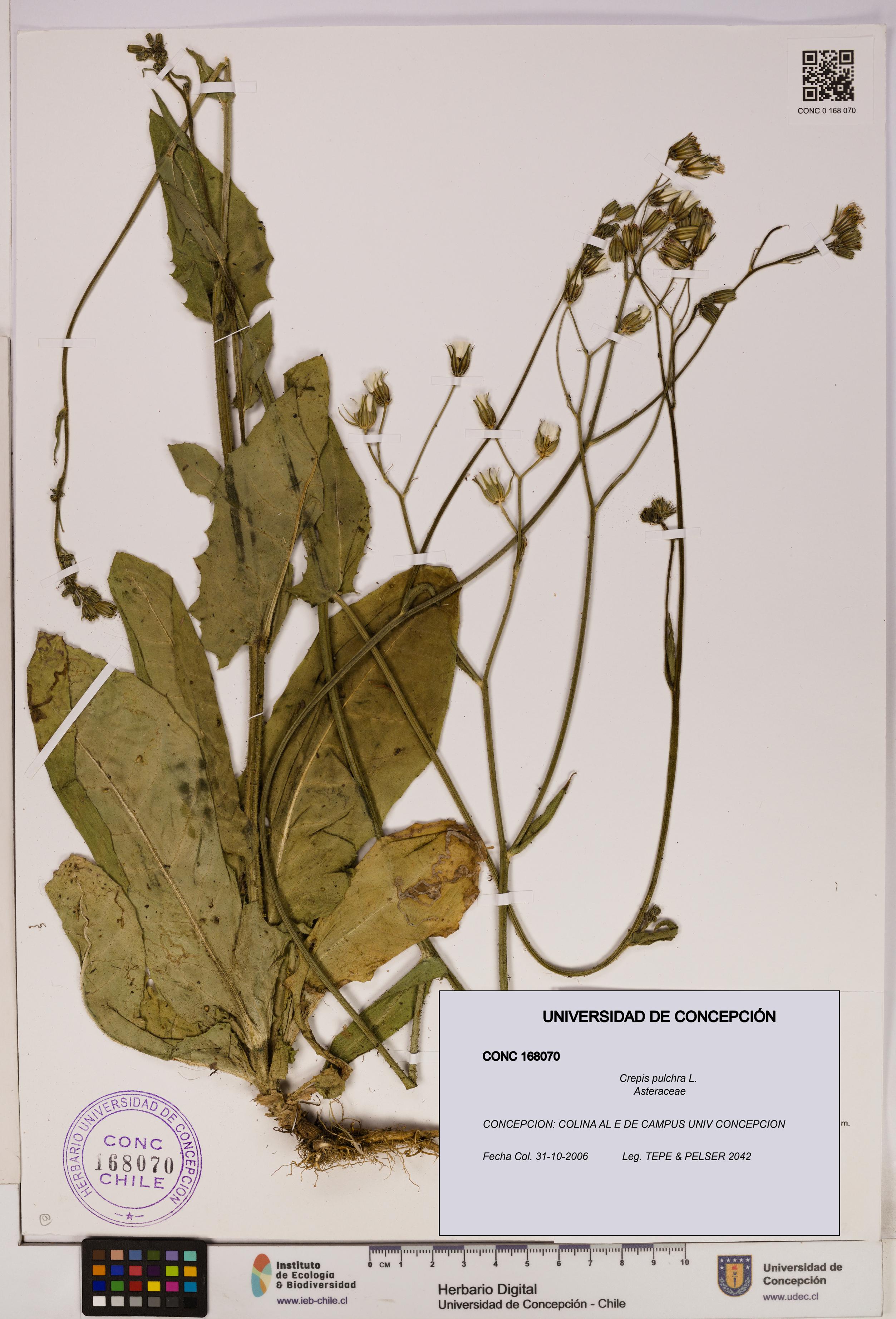 Crepis pulchra [Espécimen: UDEC:CONC:0168070]