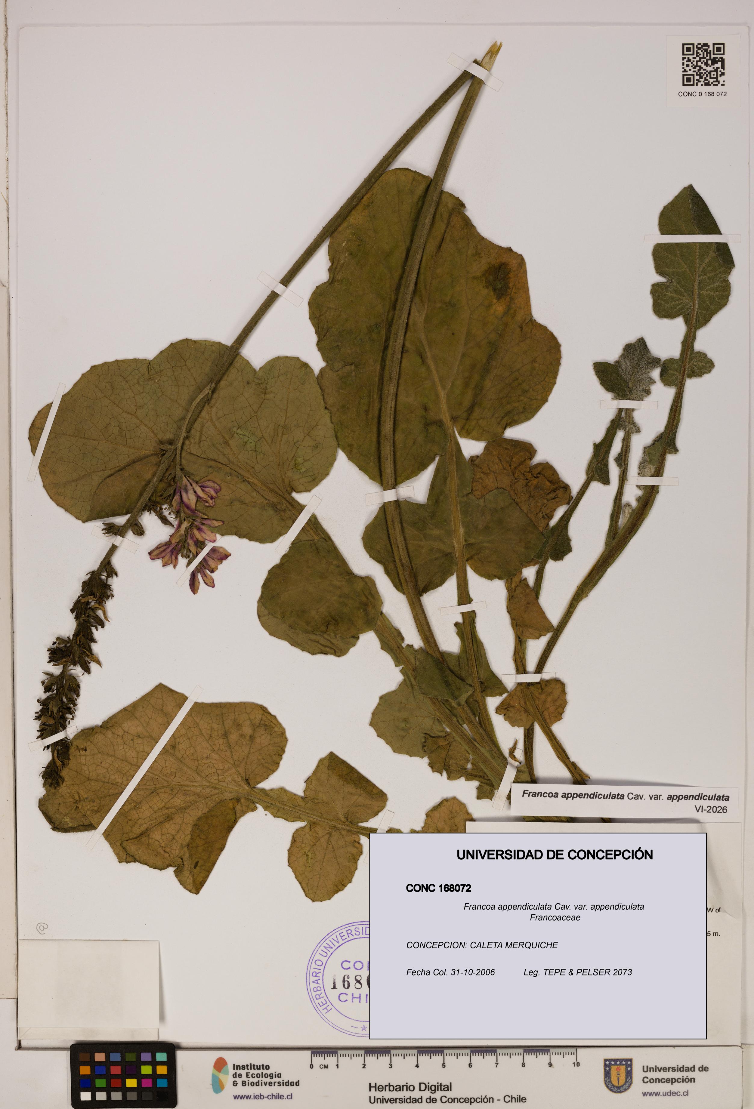 Francoa appendiculata [Espécimen: ]