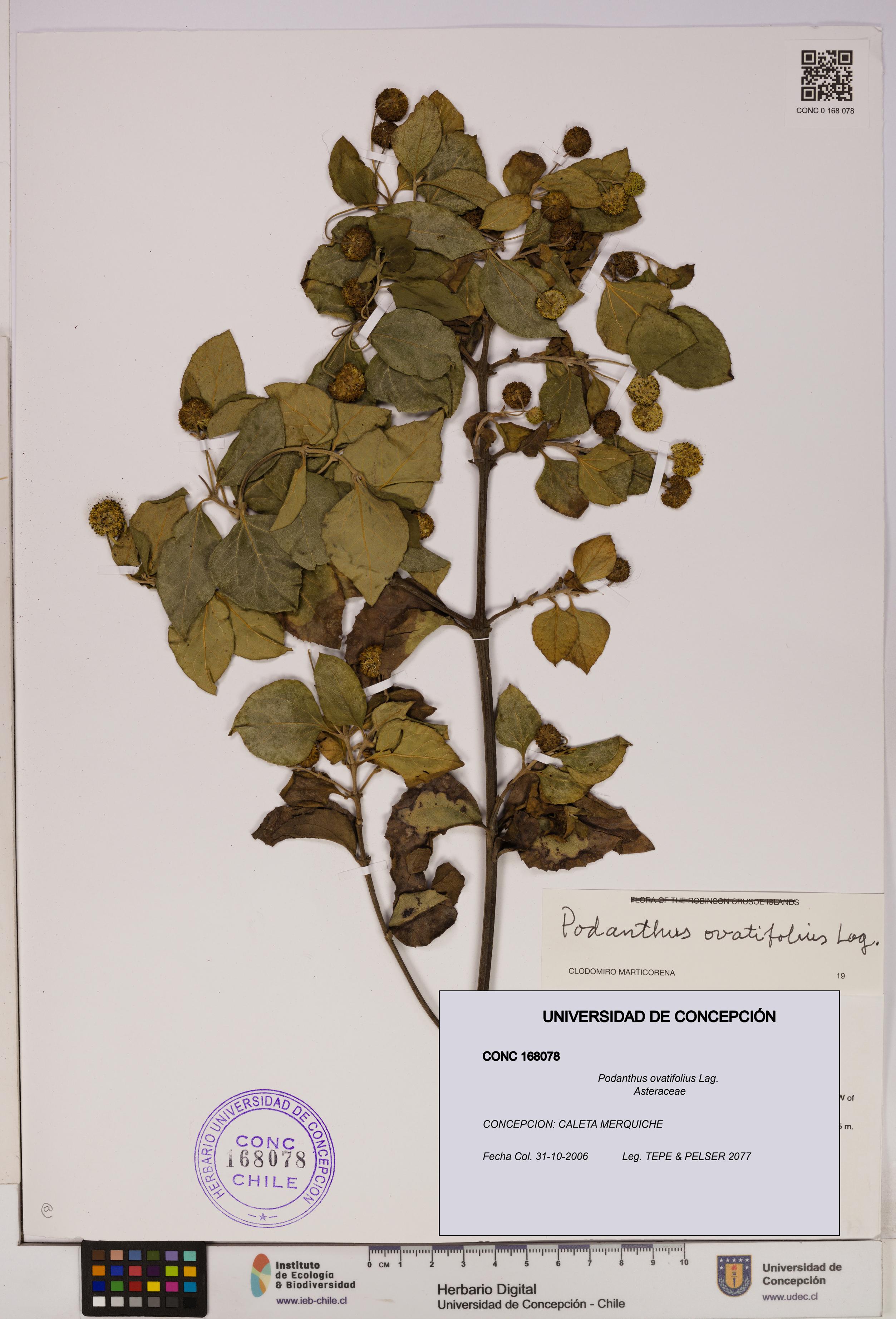 Podanthus ovatifolius [Espécimen: ]