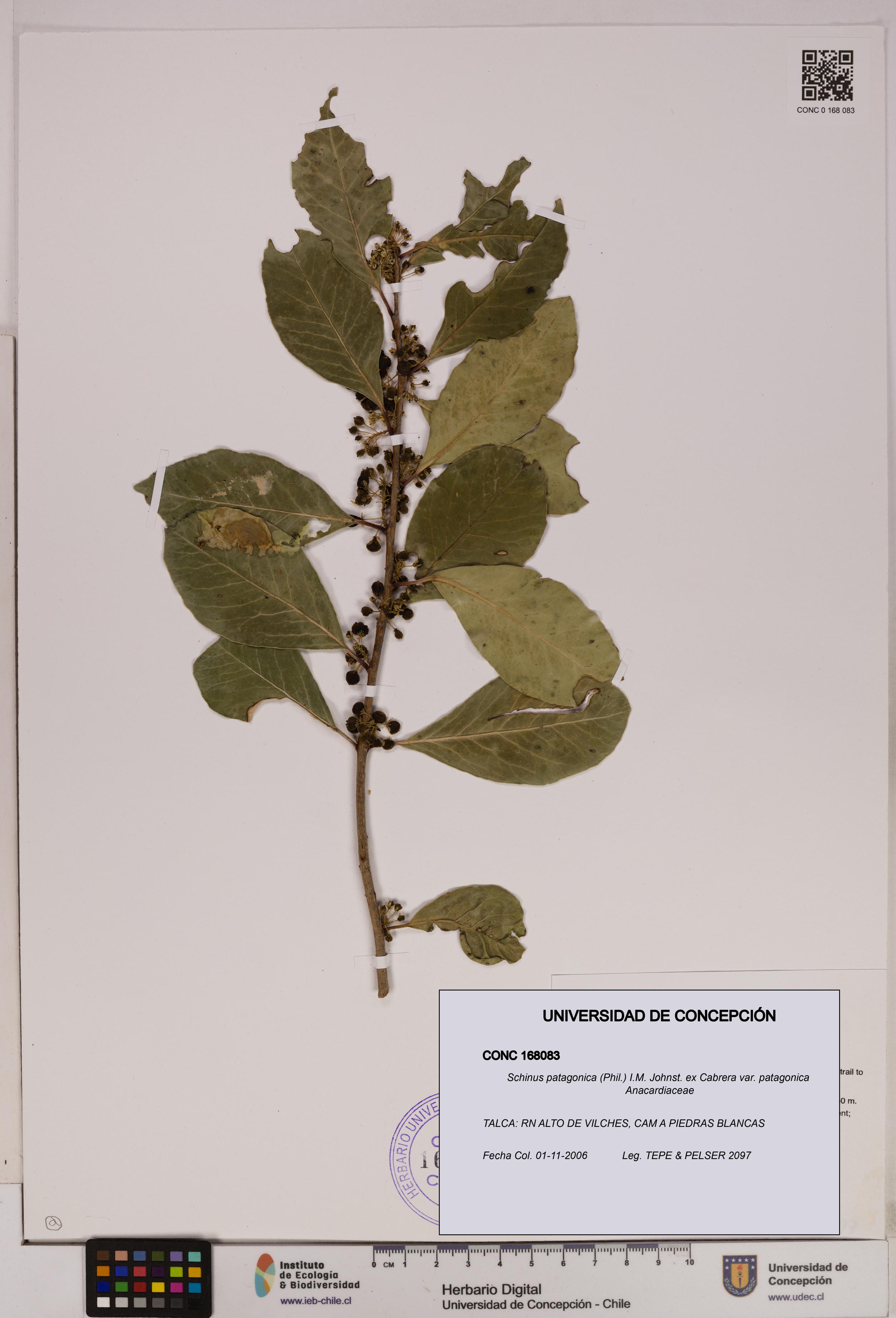 Schinus patagonica [Espécimen: UDEC:CONC:0168083]