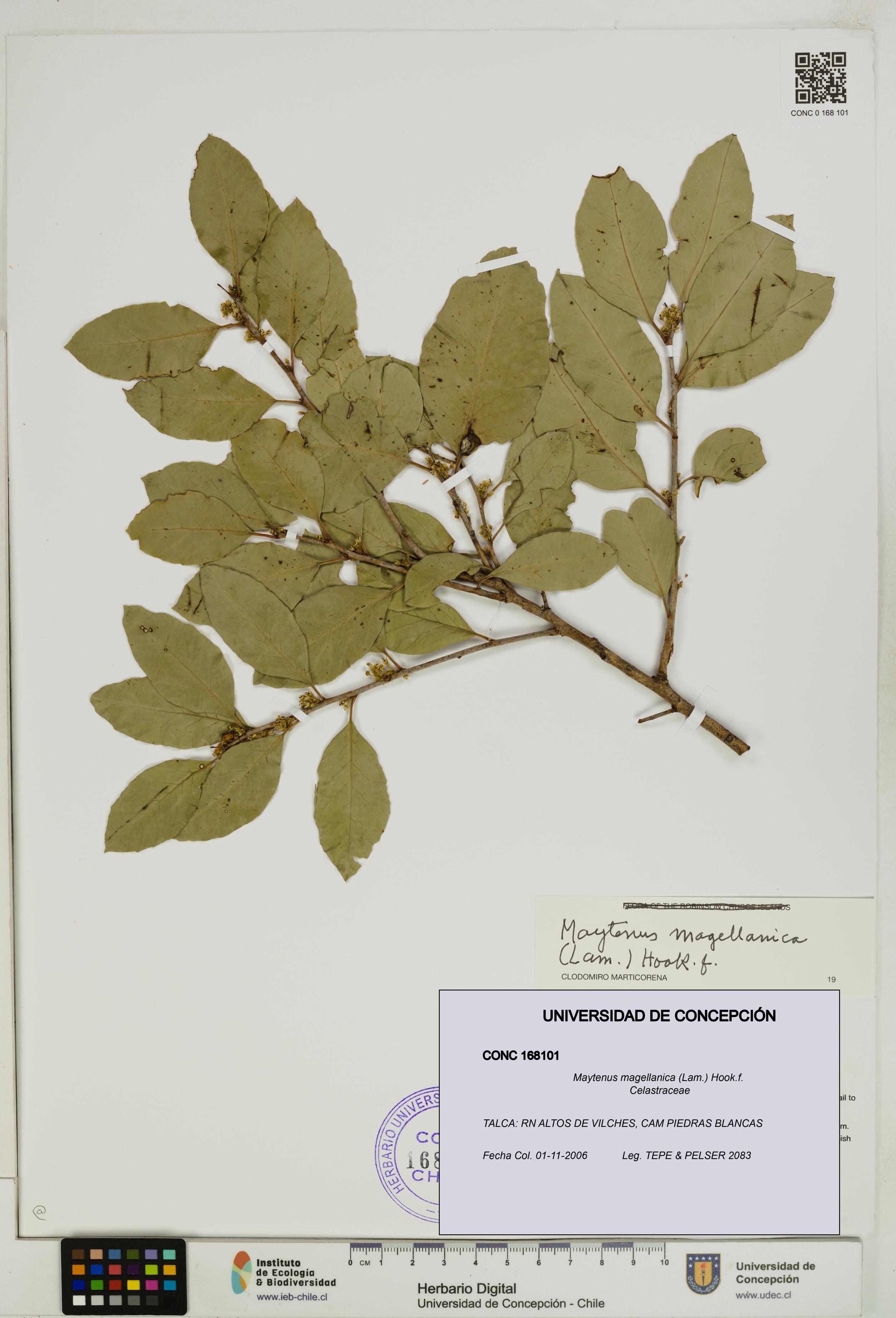 Maytenus magellanica [Espécimen: UDEC:CONC:0168101]