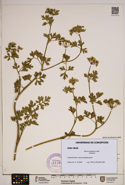 Apium prostratum [Espécimen: ]