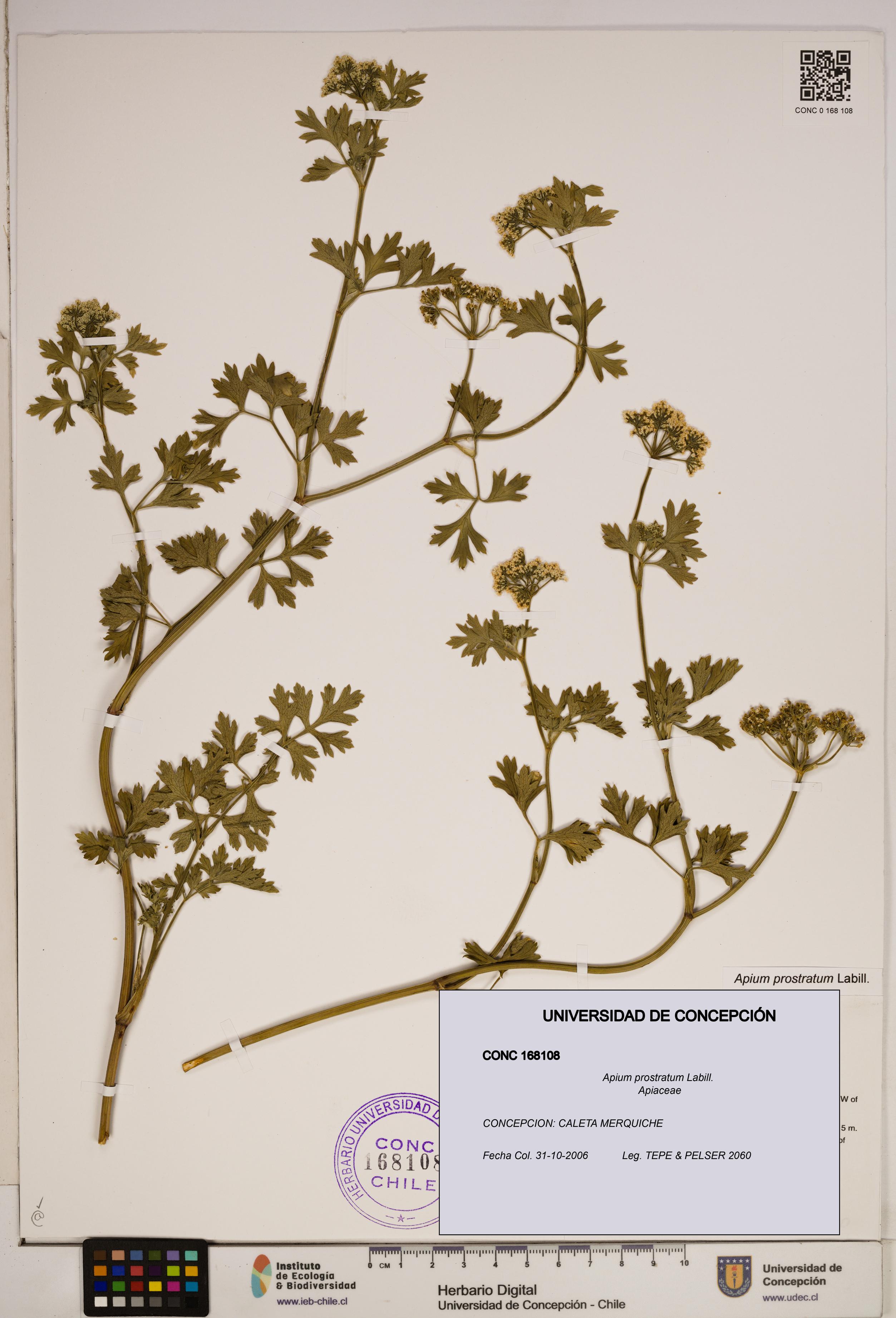 Apium prostratum [Espécimen: ]