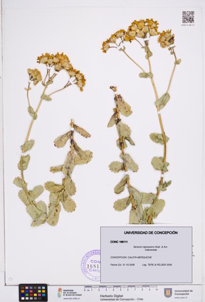 Senecio nigrescens [Espécimen: ]