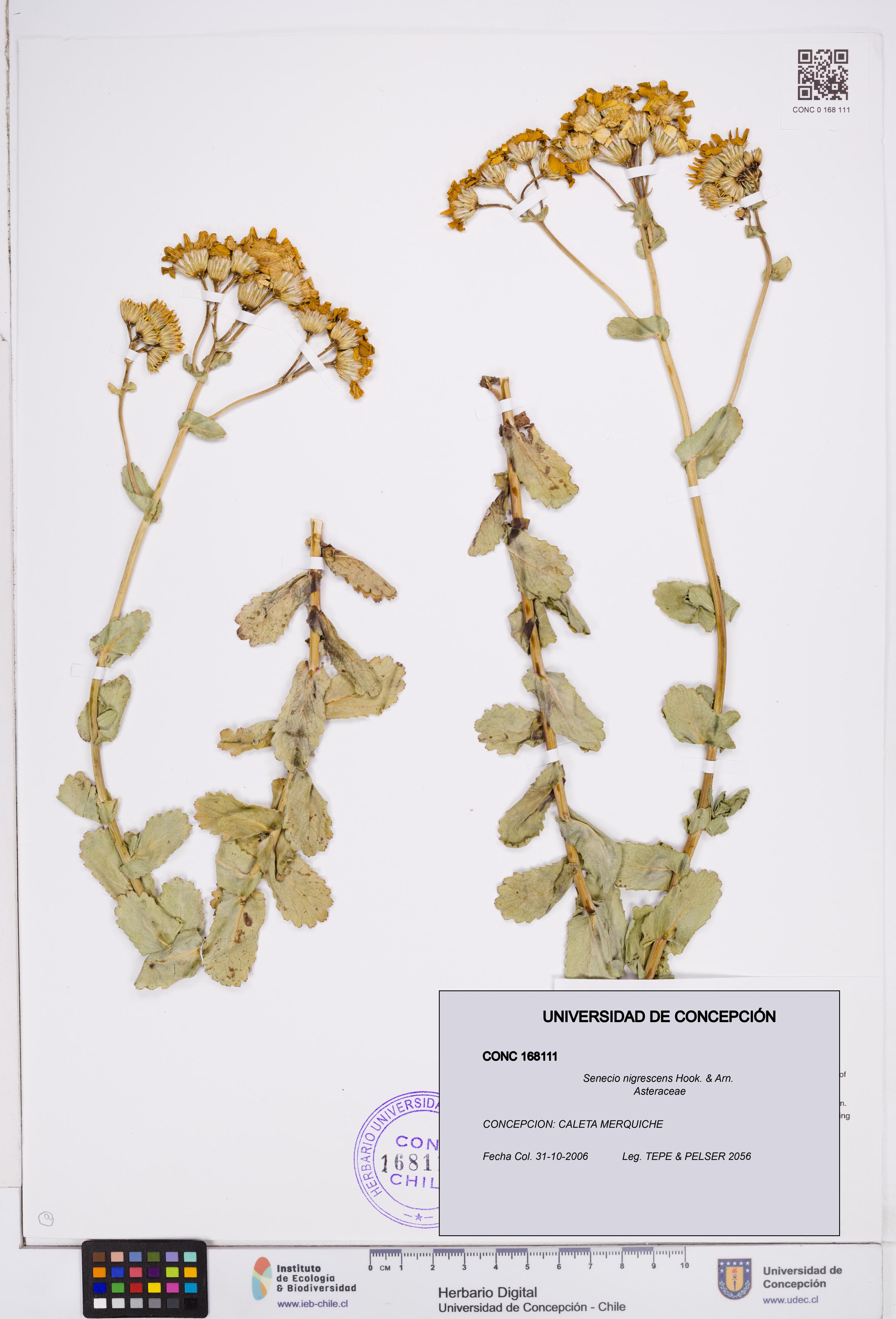 Senecio nigrescens [Espécimen: ]