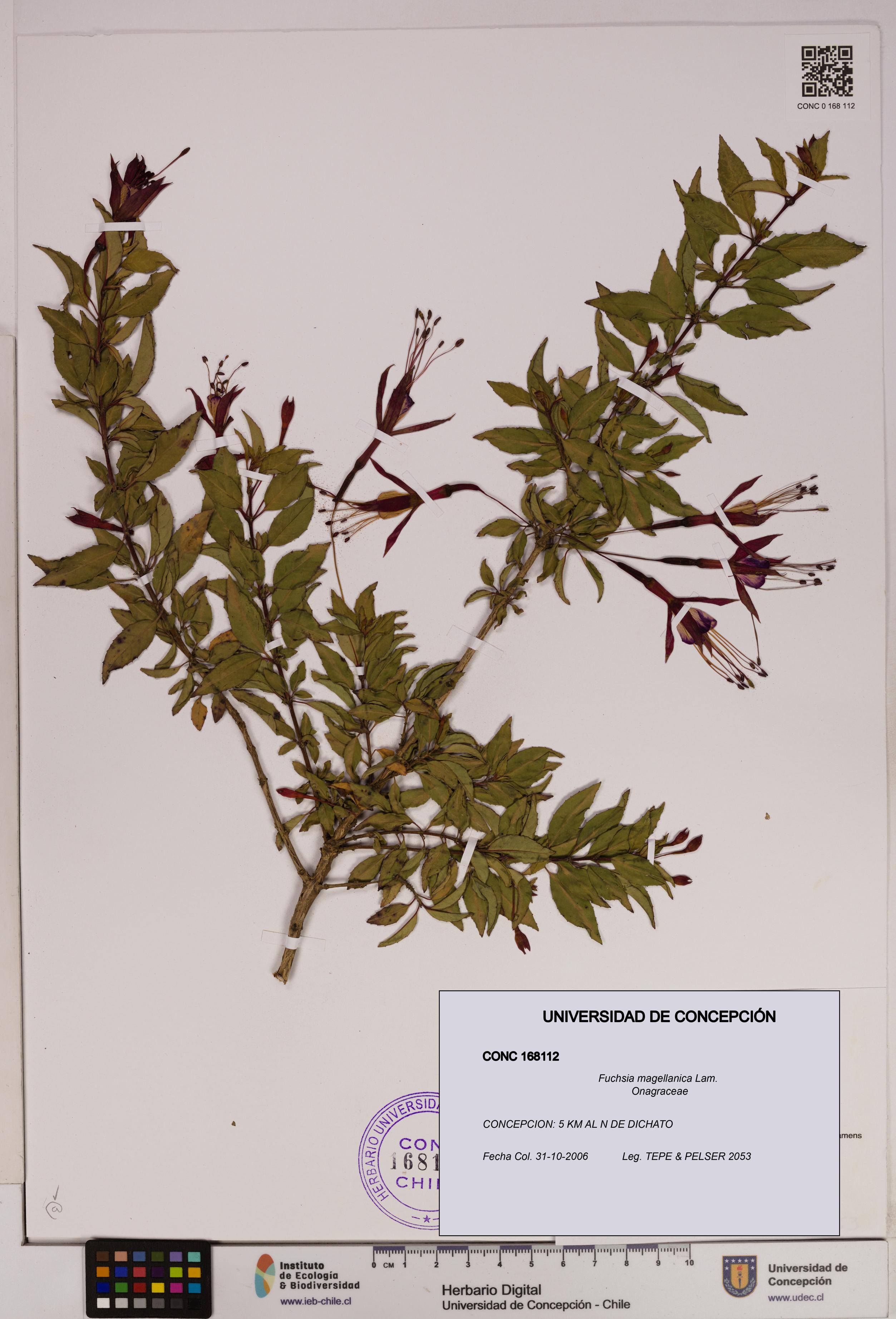 Fuchsia magellanica [Espécimen: UDEC:CONC:0168112]