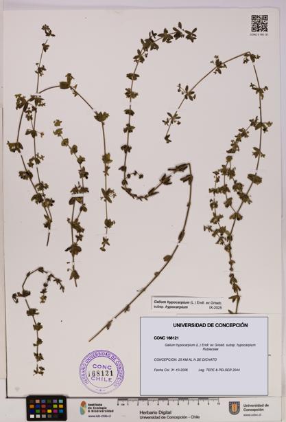Galium hypocarpium subsp. hypocarpium [Espécimen: UDEC:CONC:0168121]