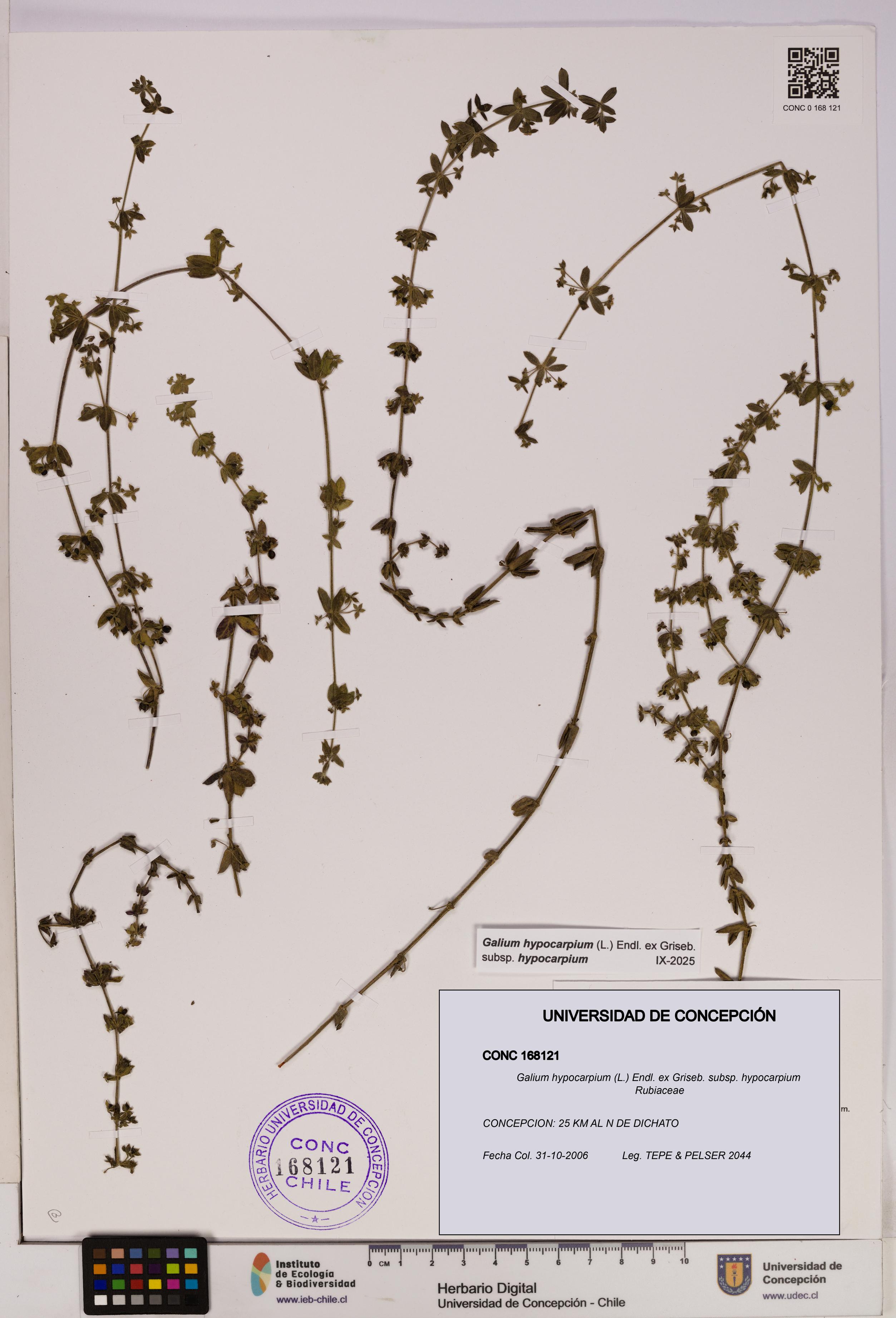 Galium hypocarpium subsp. hypocarpium [Espécimen: UDEC:CONC:0168121]