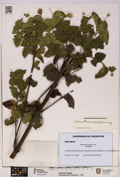Podanthus ovatifolius [Espécimen: ]