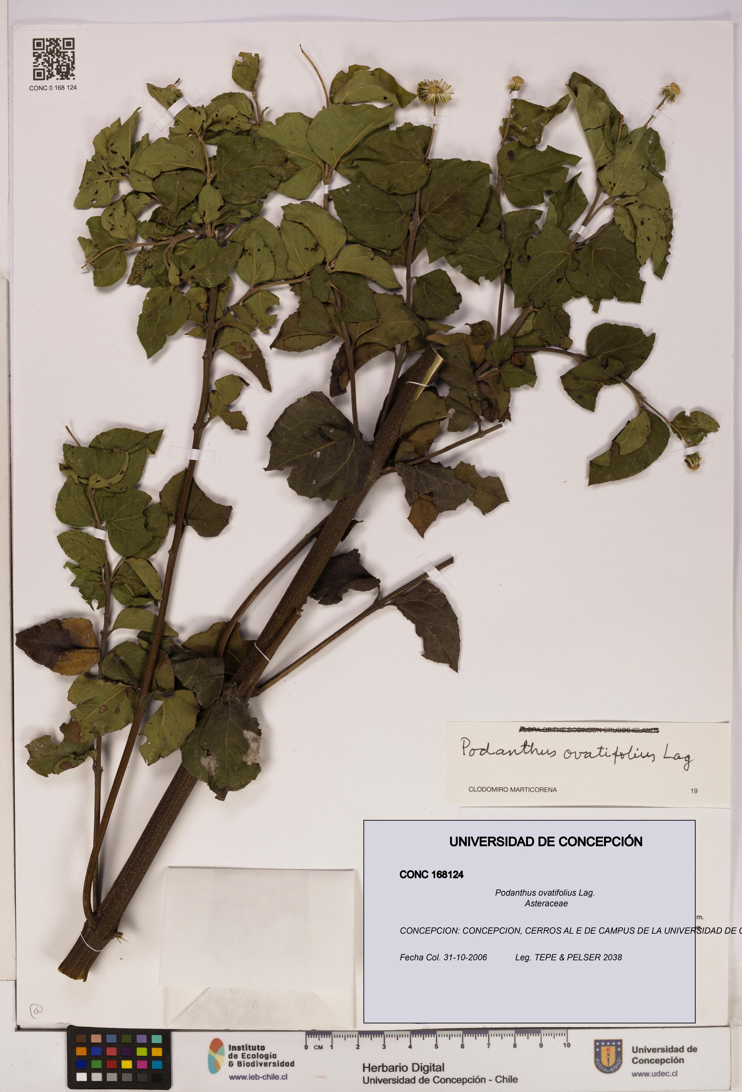 Podanthus ovatifolius [Espécimen: ]