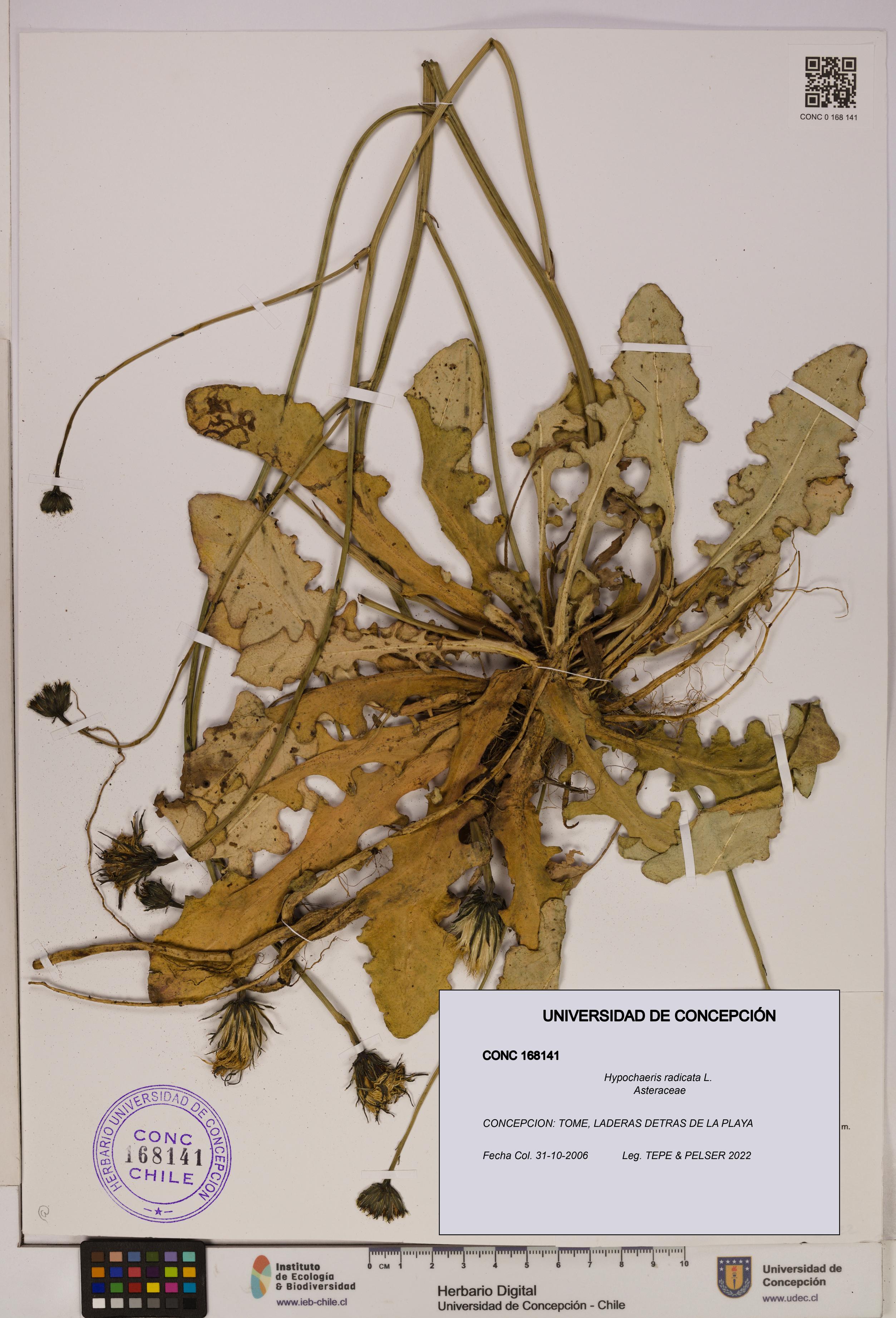 Hypochaeris radicata [Espécimen: UDEC:CONC:0168141]