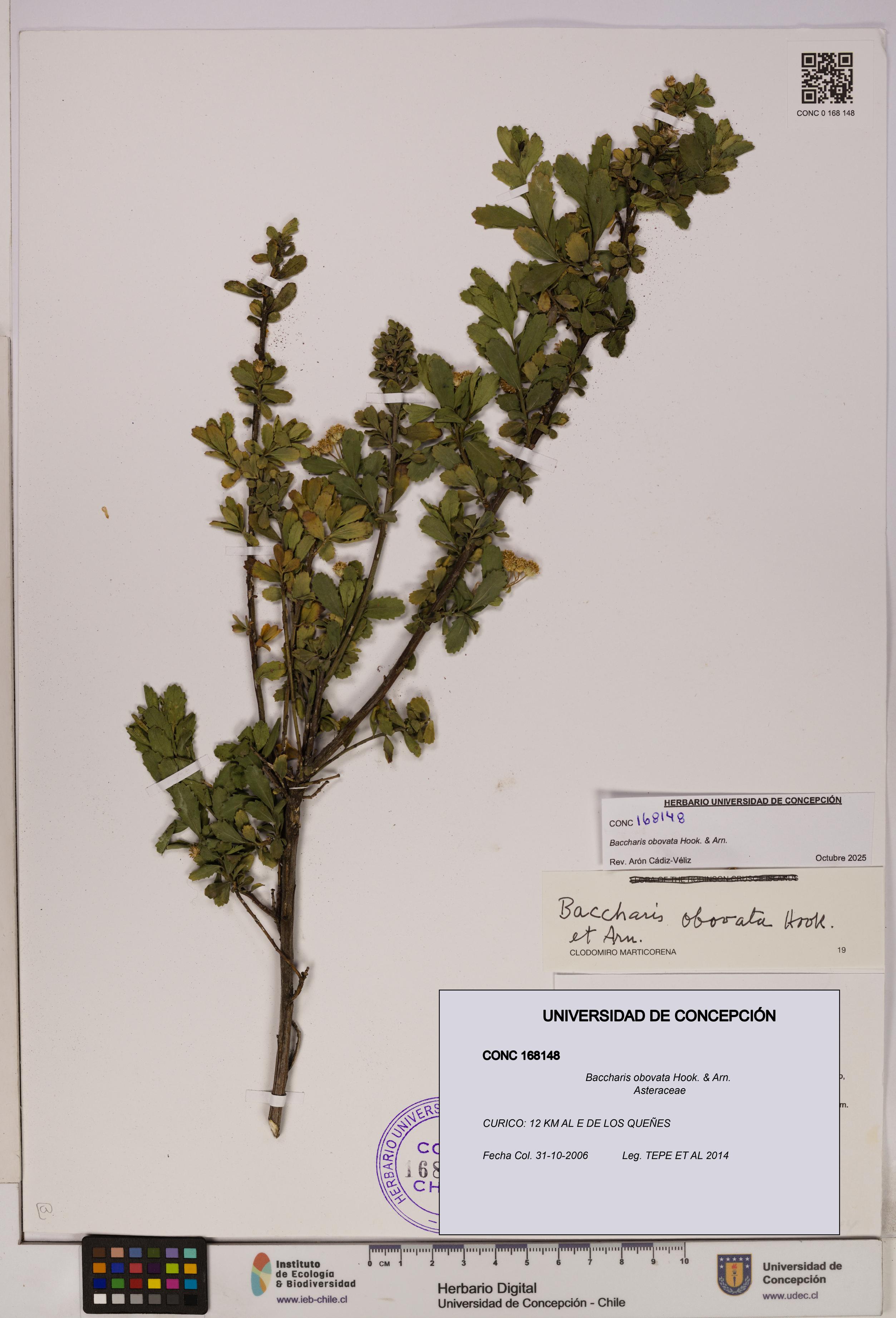 Baccharis obovata [Espécimen: UDEC:CONC:0168148]