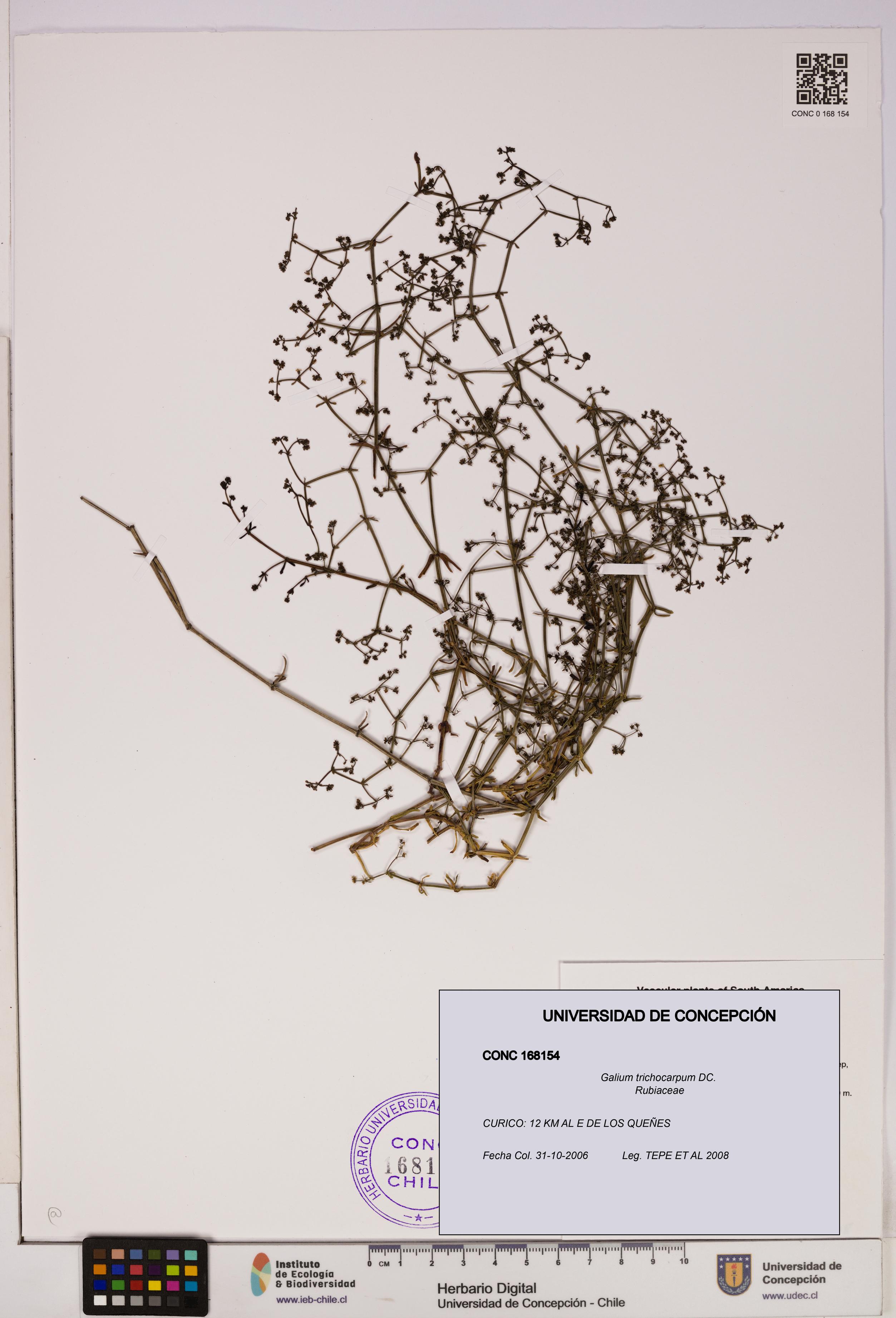 Galium trichocarpum [Espécimen: UDEC:CONC:0168154]