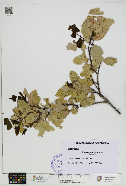 Cryptocarya alba [Espécimen: UDEC:CONC:0168156]