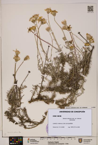 Senecio chilensis var. chilensis [Espécimen: UDEC:CONC:0168158]