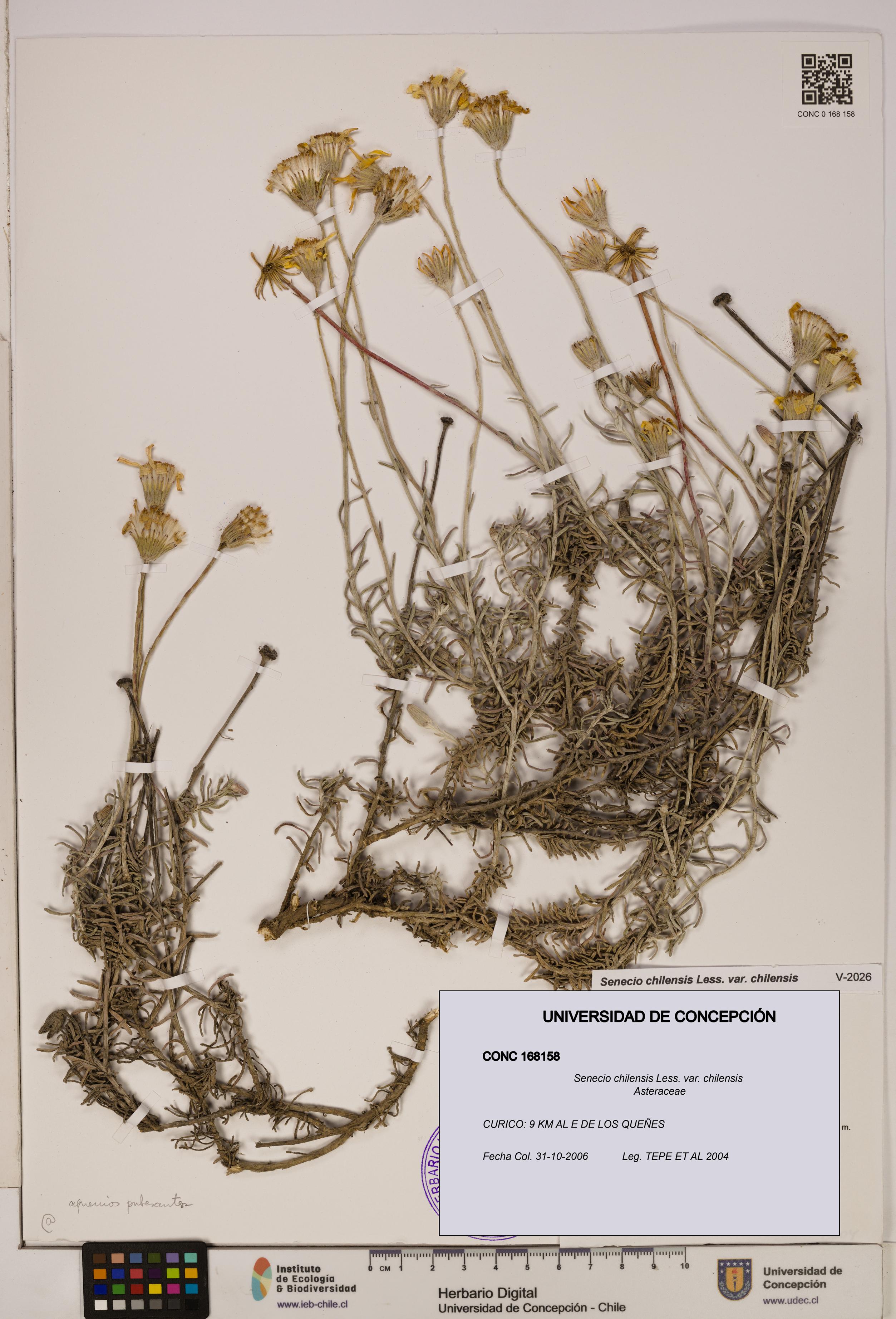 Senecio chilensis var. chilensis [Espécimen: UDEC:CONC:0168158]