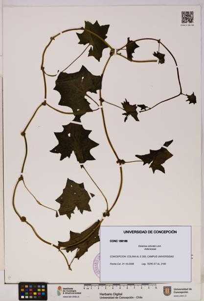 Delairea odorata [Espécimen: UDEC:CONC:0168166]