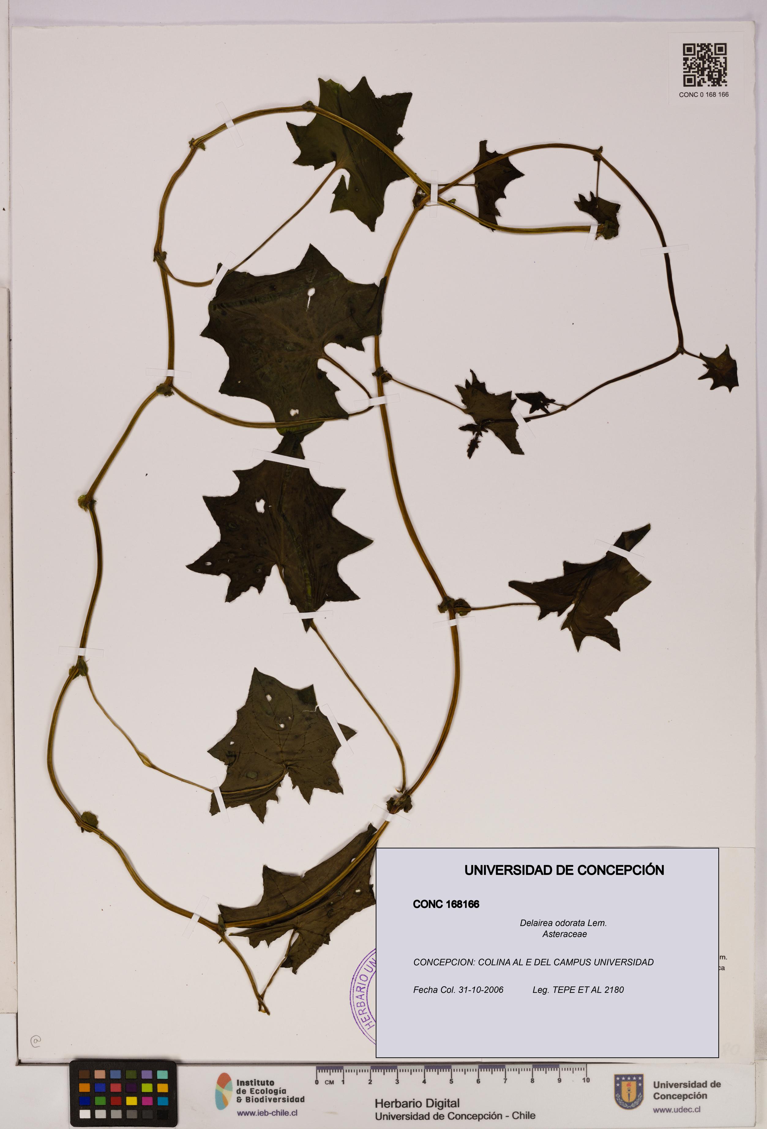 Delairea odorata [Espécimen: UDEC:CONC:0168166]