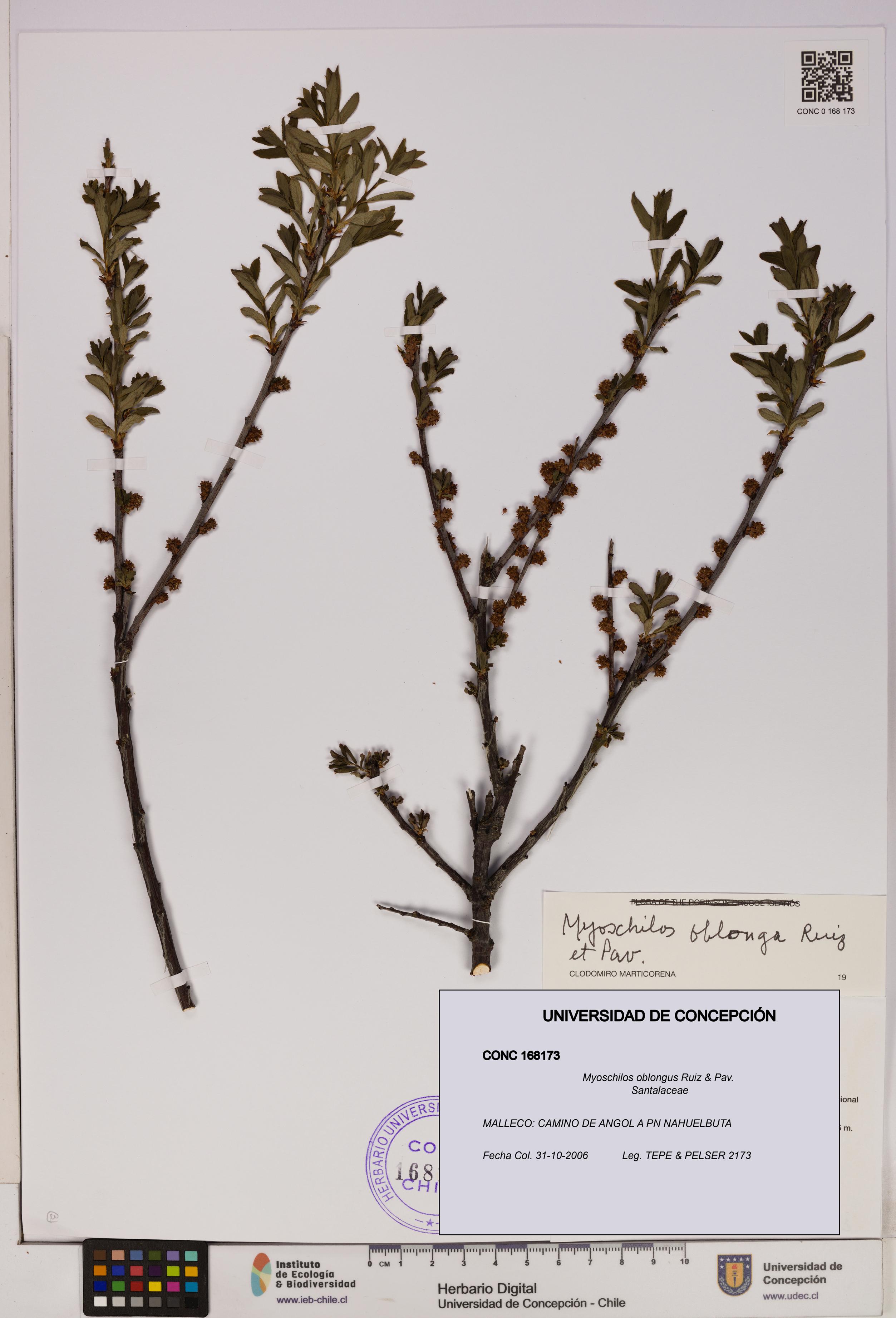 Myoschilos oblongus [Espécimen: UDEC:CONC:0168173]