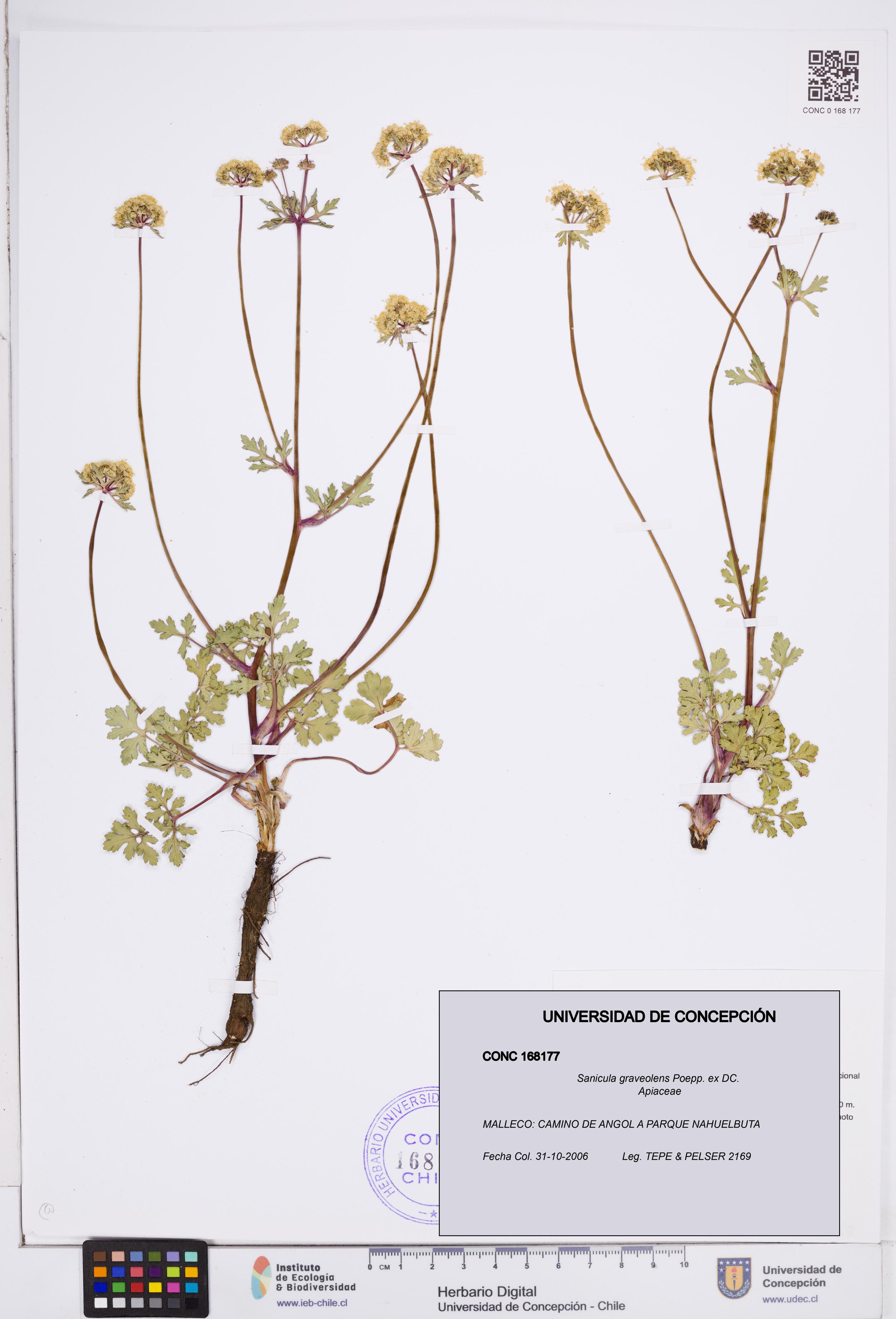 Sanicula graveolens [Espécimen: ]