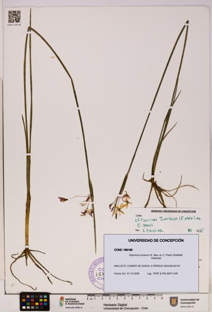 Olsynium junceum [Espécimen: UDEC:CONC:0168180]