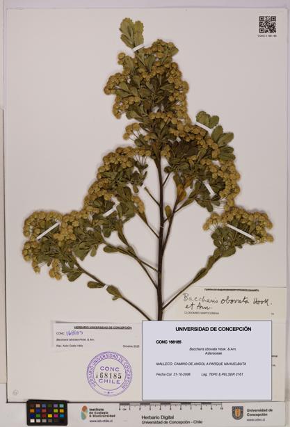 Baccharis obovata [Espécimen: UDEC:CONC:0168185]