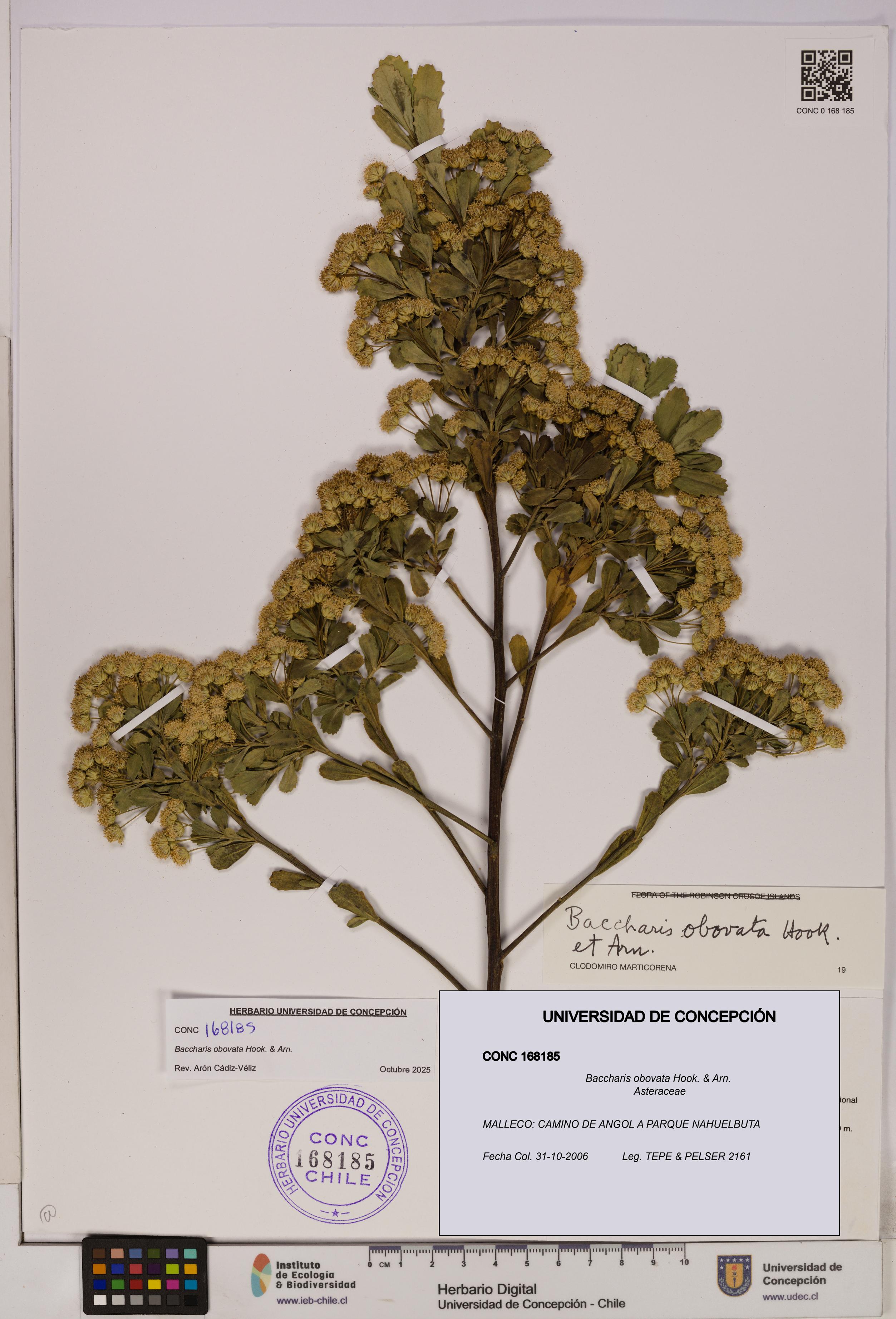 Baccharis obovata [Espécimen: UDEC:CONC:0168185]