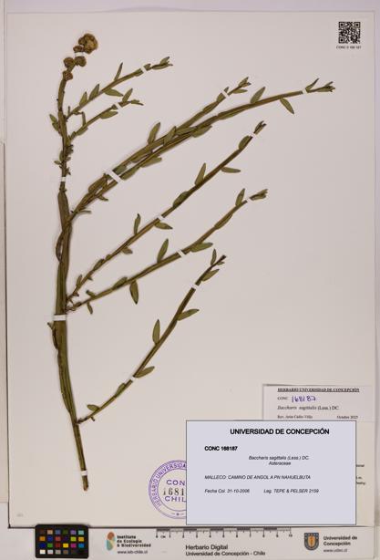 Baccharis sagittalis [Espécimen: UDEC:CONC:0168187]