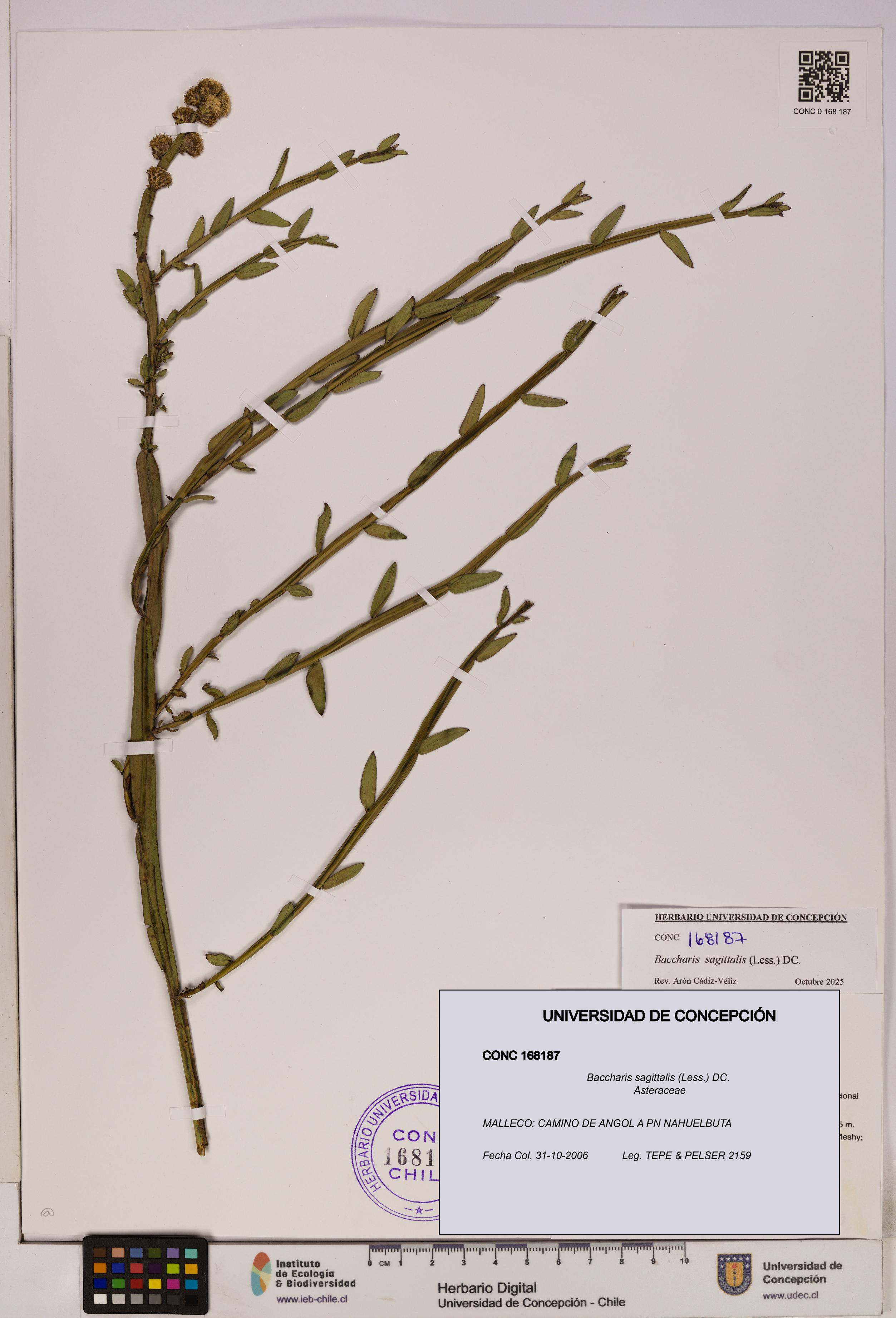 Baccharis sagittalis [Espécimen: UDEC:CONC:0168187]
