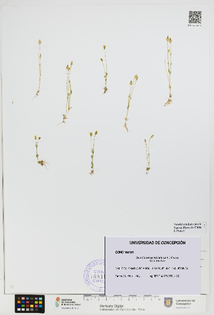 Cicendia quadrangularis [Espécimen: UDEC:CONC:0168191]