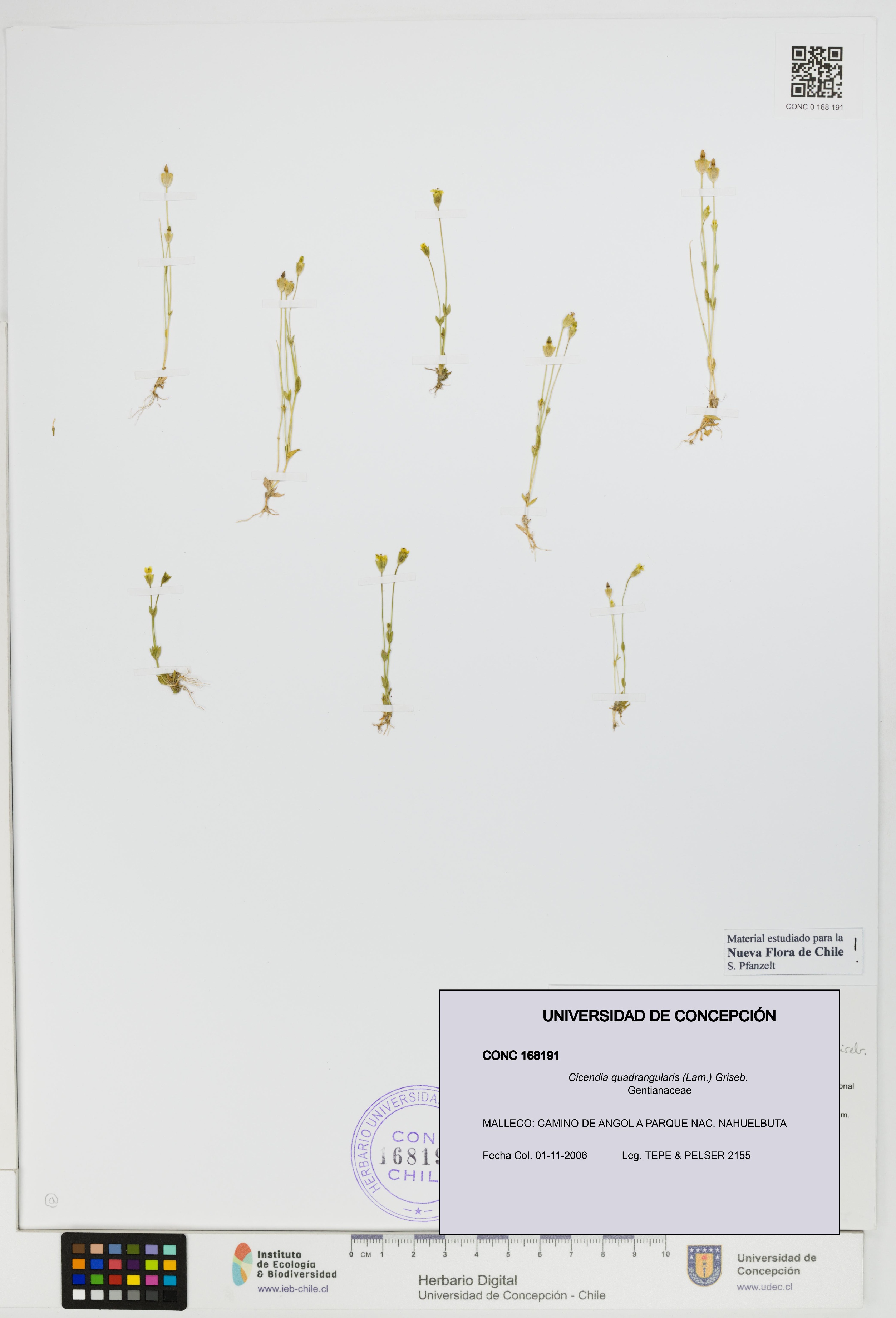 Cicendia quadrangularis [Espécimen: UDEC:CONC:0168191]